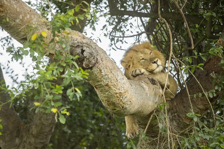 Look for the tree-climbing lions in Ishasha.