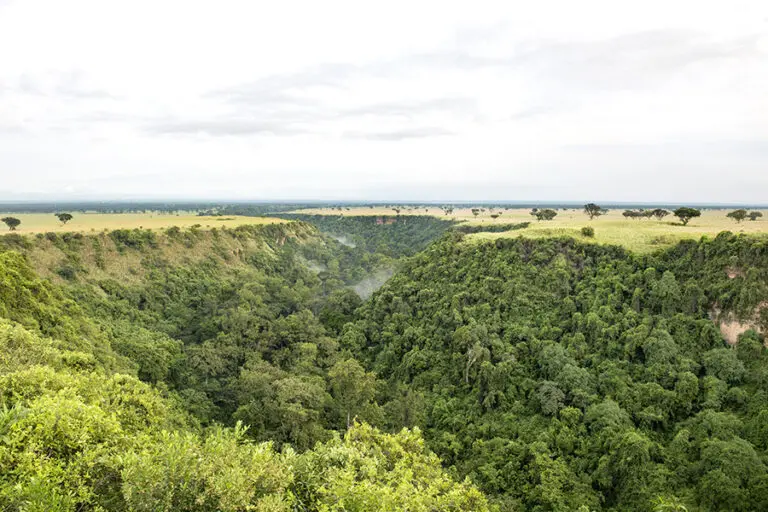 The sunken forest in Kyambura Gorge