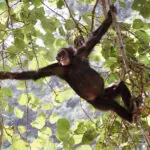 Rastrear chimpancés en el bosque hundido de la garganta de Kyambura