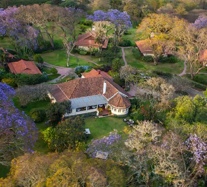 The grounds are quite beautiful, with purple blossoms in season.