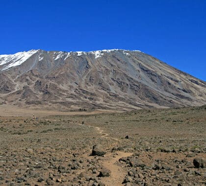 While much of the lower slopes of Kilimanjaro is wet jungle-like forests, the upper reaches are dry, rocky and very cold.