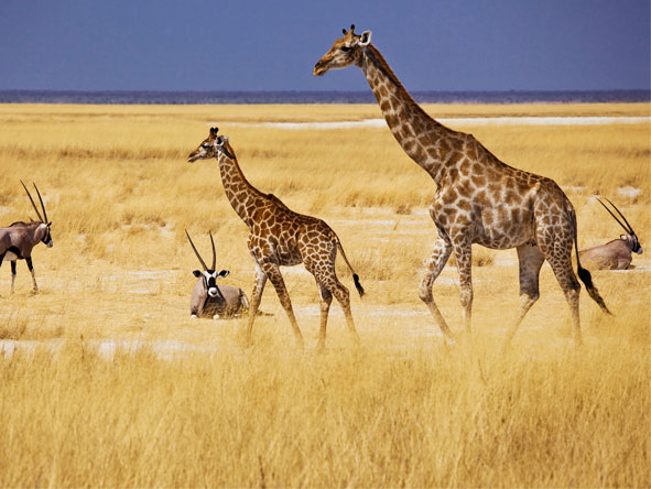 Game drives in Namibia's flagship Etosha National Park make a grand finale to this epic journey.