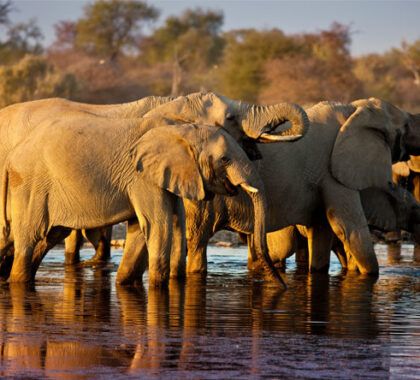 Etosha's waterholes attract thirsty elephants all year round - great photography is assured!