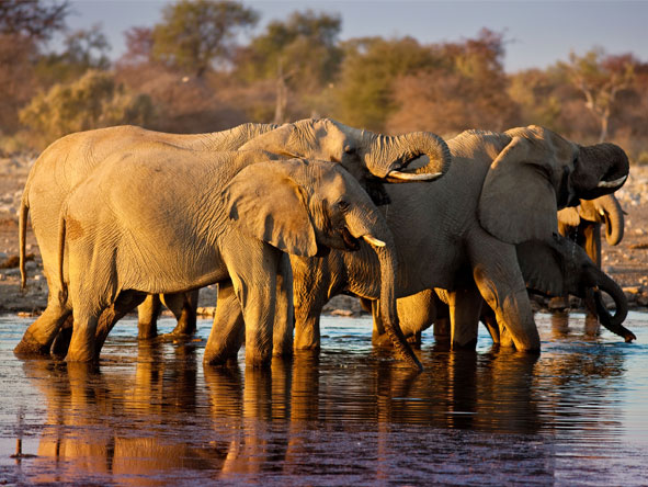 Etosha's waterholes attract thirsty elephants all year round - great photography is assured!
