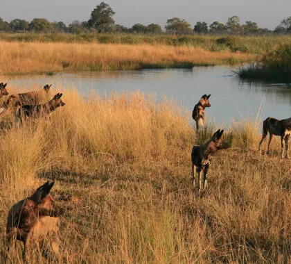 Avistamientos del perro salvaje en peligro de extinción. 