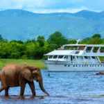 While you can view wildlife from the Matusadona Lake Luxury Cruiser, your boat is also accompanied by a game-viewing boat.
