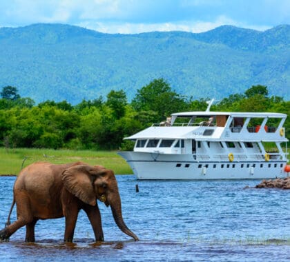 Aunque podrá observar la fauna salvaje desde el crucero de lujo Matusadona Lake, también le acompañará un barco de avistamiento de animales.