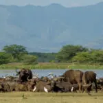 Game drives into Lake Manyara National Park reveal the wealth of wildlife at the lake's edge.
