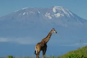 LakeDulutiSerenaHotel-Exterior-Giraffe