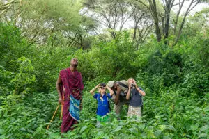 Lake Manyara Tree Lodge Bush walks.