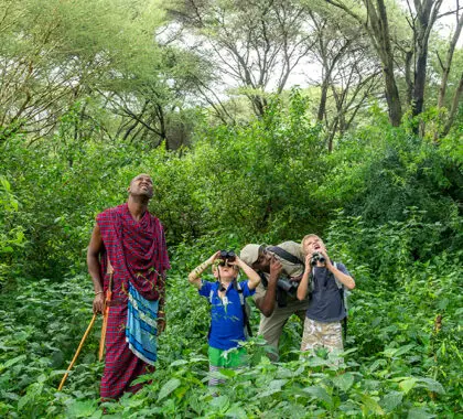 Paseos por el lago Manyara Tree Lodge.
