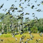 Bird watchers will relish the chance to tick off Africa's hard-to-see rainforest species.