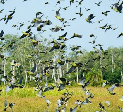Los observadores de aves disfrutarán de la oportunidad de descubrir especies difíciles de ver en la selva africana.