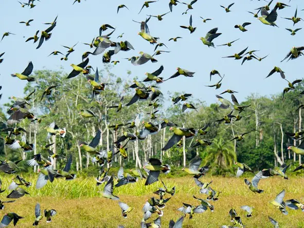 Bird watchers will relish the chance to tick off Africa's hard-to-see rainforest species.