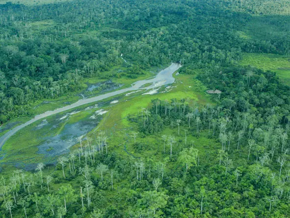 Lango Camp offers the unique opportunity to discover Africa's untouched equatorial rainforests.