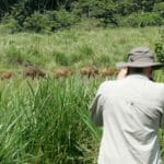 Overlooking a jungle clearing, Lango is perfectly placed for superb forest buffalo sightings.