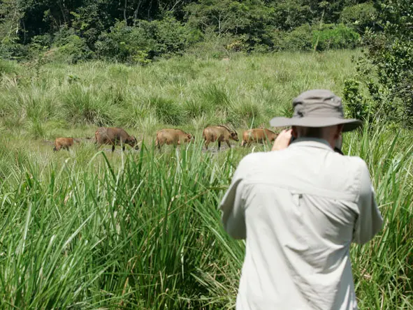 Overlooking a jungle clearing, Lango is perfectly placed for superb forest buffalo sightings.