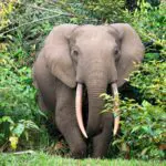 Sightings of Africa's increasingly rare forest elephants are the highlight of a safari at Lango Camp.