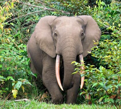 Lango Camp Forest elephants