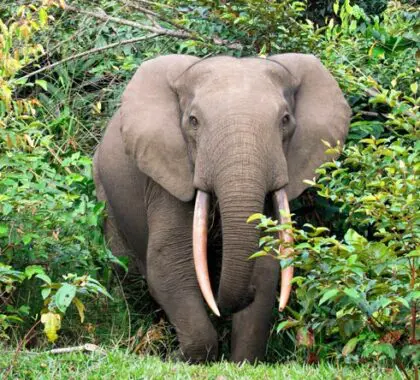 El avistamiento de los cada vez más raros elefantes de bosque africanos es el punto culminante de un safari en Lango Camp.