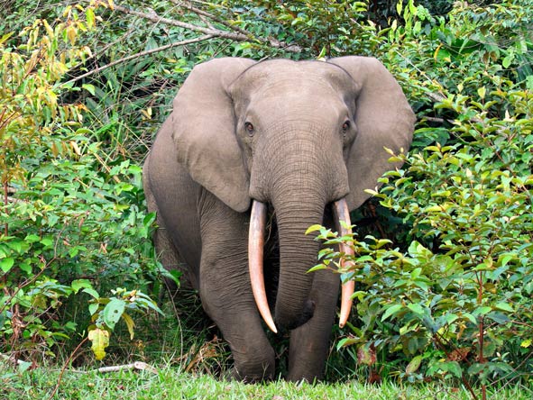 Sightings of Africa's increasingly rare forest elephants are the highlight of a safari at Lango Camp.