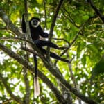 Lango Camp offers excellent primate-spotting walks but these colobus monkeys are seen in camp!