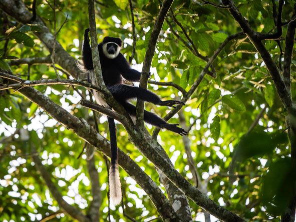 Lango Camp offers excellent primate-spotting walks but these colobus monkeys are seen in camp!