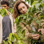 Visite la plantación de café. 