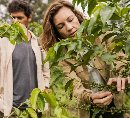 Visite la plantación de café. 