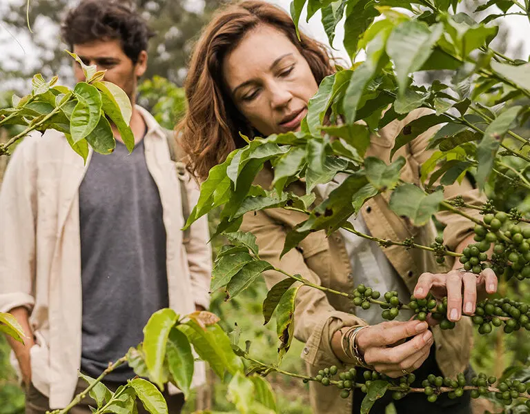 Take a tour of the coffee plantation. 