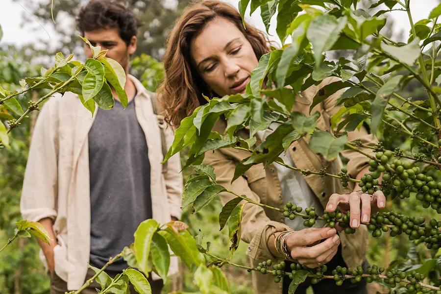 Visite la plantación de café. 