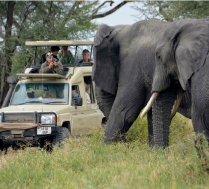 Each party is assigned a private safari vehicle, so you are ensured an exclusive experience.
