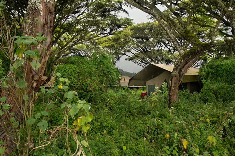 lemala-ngorongoro-rooms-under-the-trees