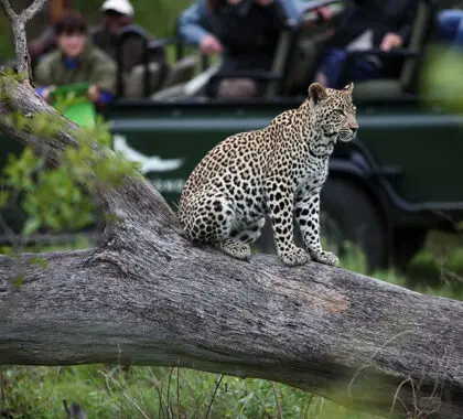 Leopard-Game-drive-andBeyond-Kirkmans-Kamp