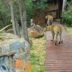 Los leopardos se ven con bastante frecuencia.