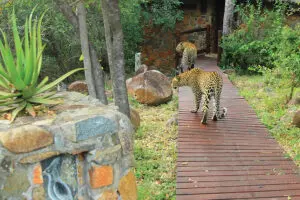 Los leopardos se ven con bastante frecuencia. 