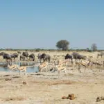 Excursión de un día al Parque Nacional de Nxai Pan disponible con una estancia mínima de 3 noches