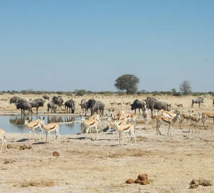Excursión de un día al Parque Nacional de Nxai Pan disponible con una estancia mínima de 3 noches