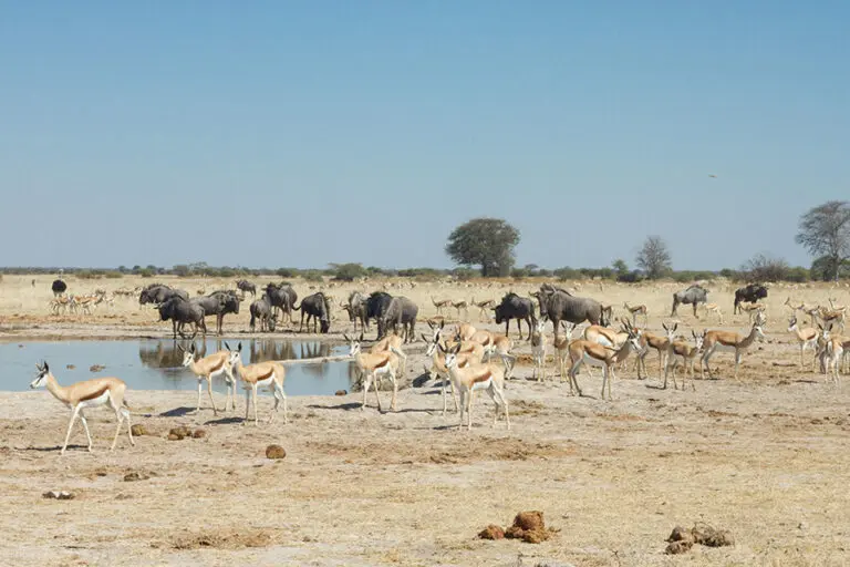 A day trip to Nxai Pan National Park available on a minimum 3-night stay