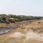 Leroo La Tau está situado en la orilla occidental del río Boteti.