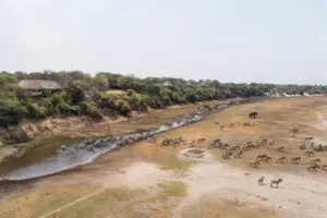 Leroo La Tau está situado en la orilla occidental del río Boteti.
