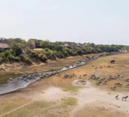 Leroo La Tau está situado en la orilla occidental del río Boteti.