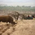 Close encounters of the rhino kind. 