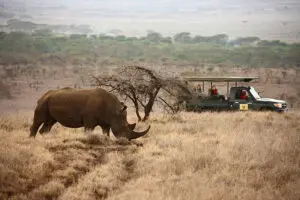 Close encounters of the rhino kind. 