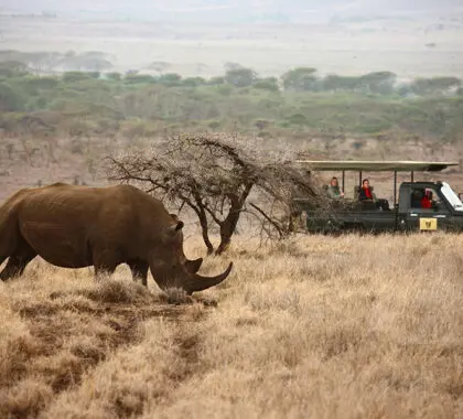 Close encounters of the rhino kind. 