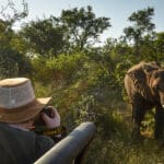 Vea los famosos animales Big5 de África.