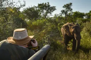 Vea los famosos animales Big5 de África.