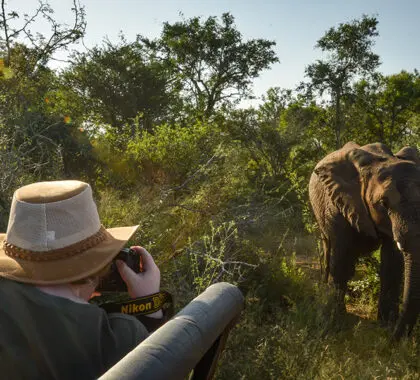 Vea los famosos animales Big5 de África.