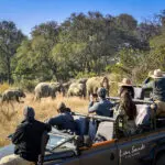 Excelente avistamiento de animales en Sabi Sands.
