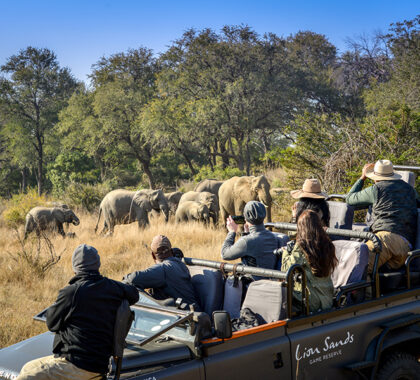Excellent game-viewing in Sabi Sands.